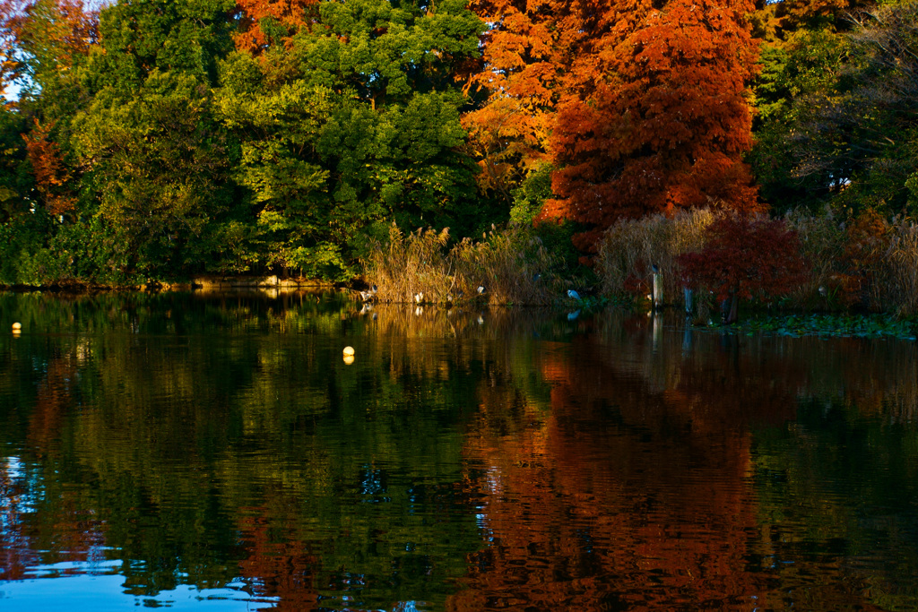 紅葉時期の公園