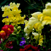 花の写真