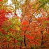 紅葉の写真