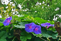 花の写真