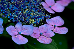 花の写真