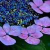 花の写真