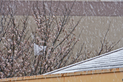 桜と雪とレジ袋