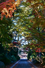 紅葉