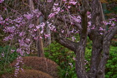 しだれ桜
