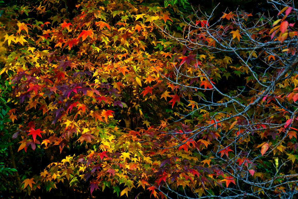 紅葉