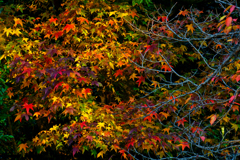 紅葉