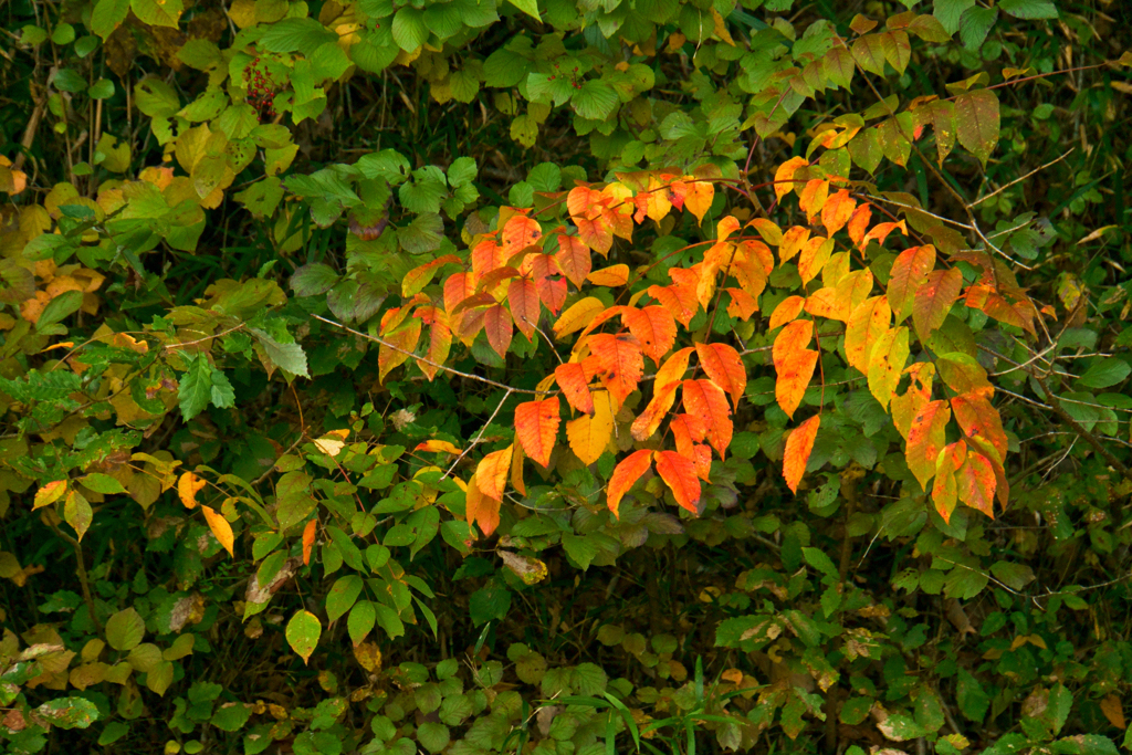 紅葉の写真