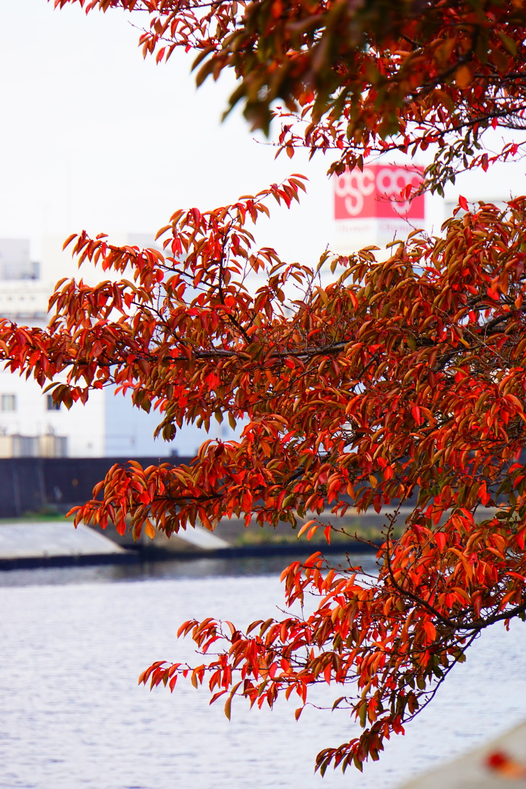 2018年の紅葉：オリンピックと