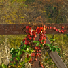 紅葉の写真