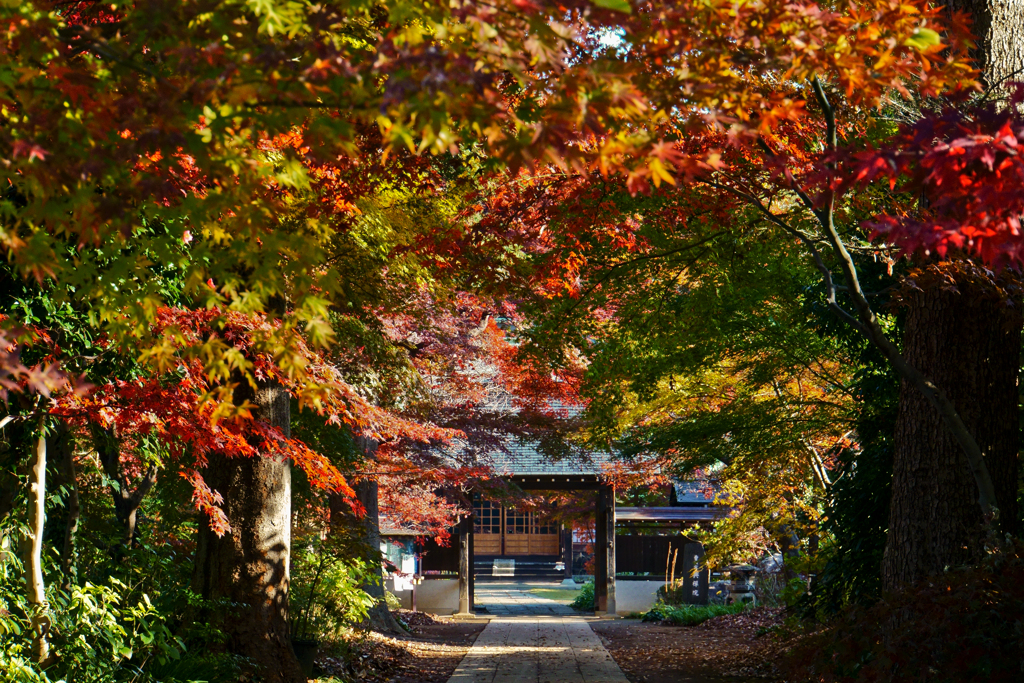 紅葉