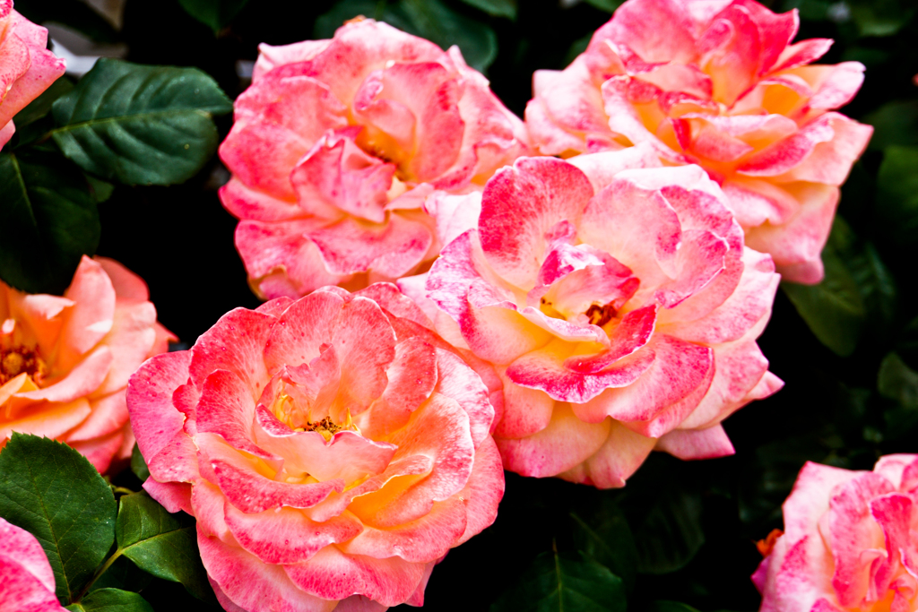 代々木公園のバラ園で