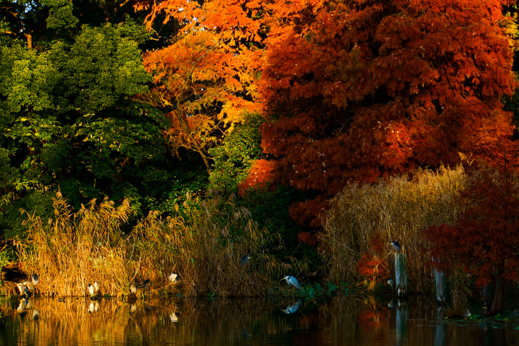 紅葉時期の公園