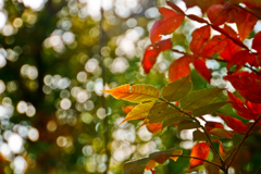 紅葉