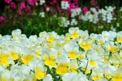 花の写真