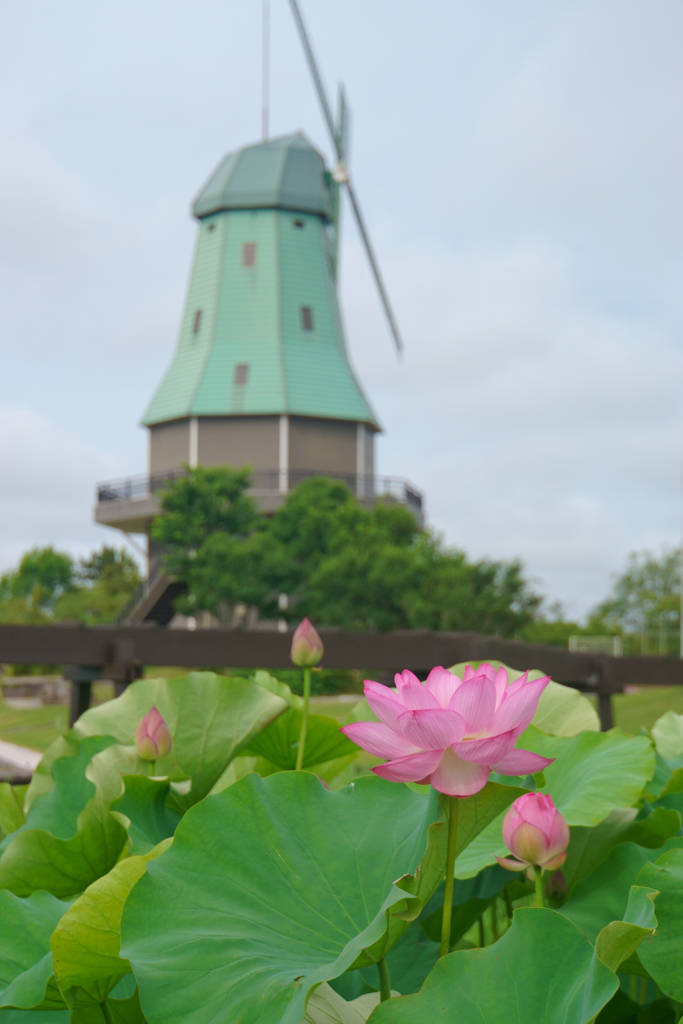 夏