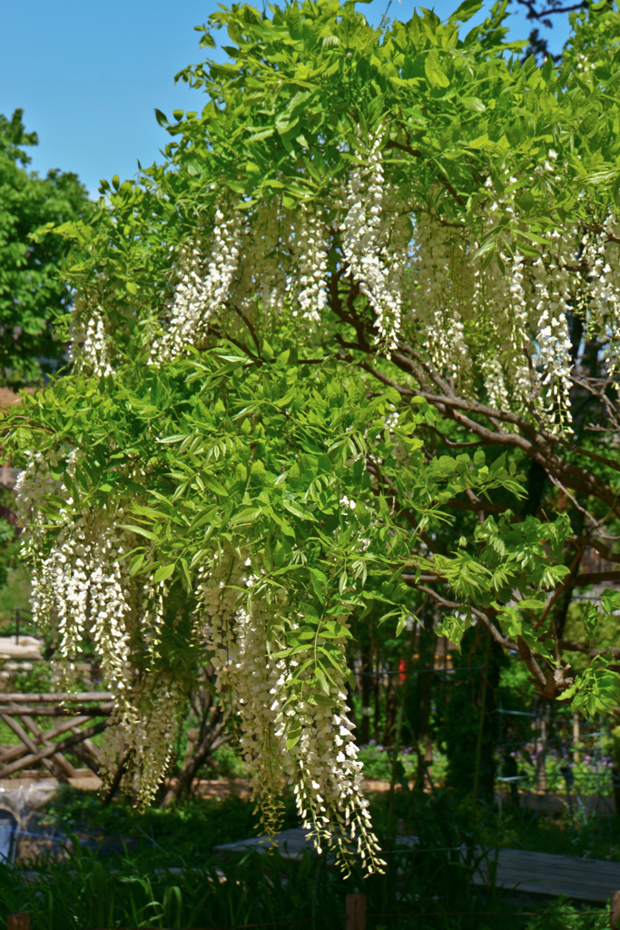 藤の花