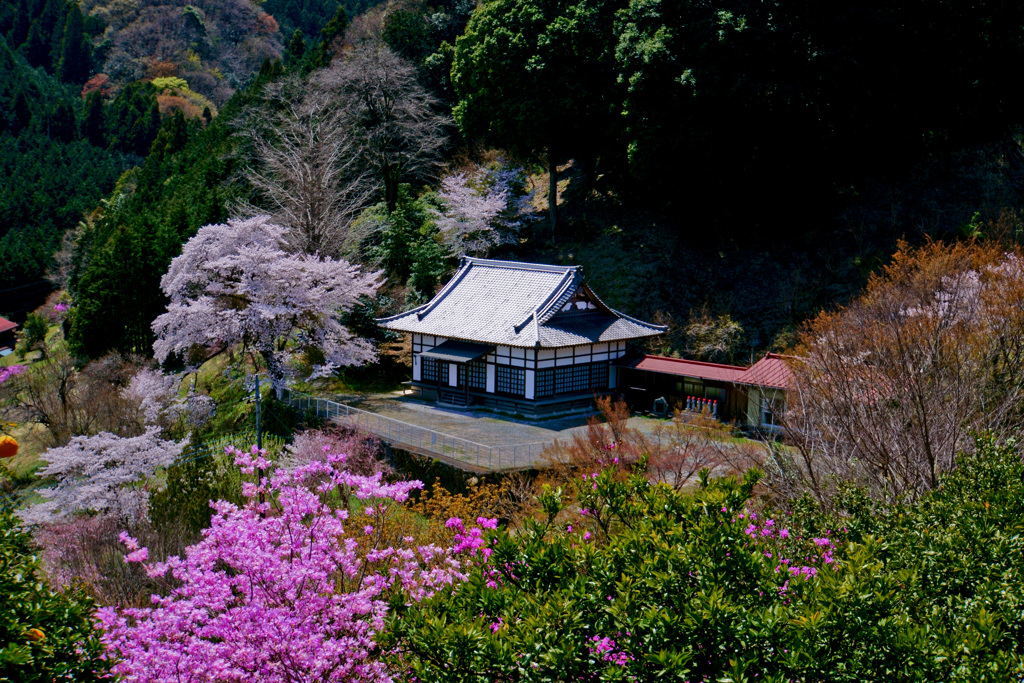 桜（2019年）