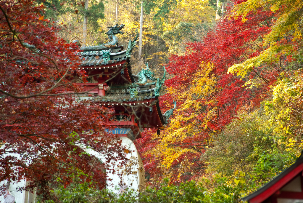 2007年11月、名栗の紅葉(1)