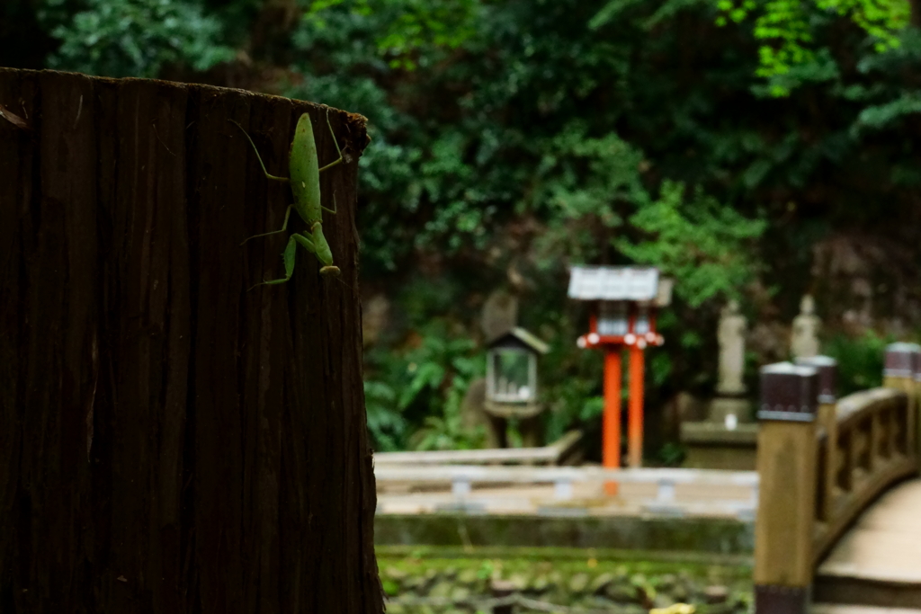 カマキリ