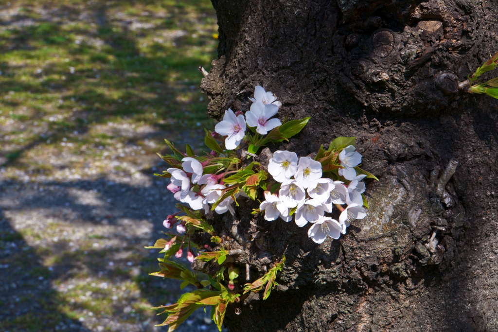 花の写真