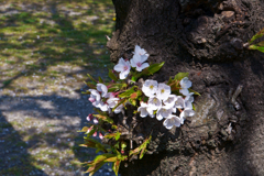 花の写真