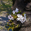 花の写真