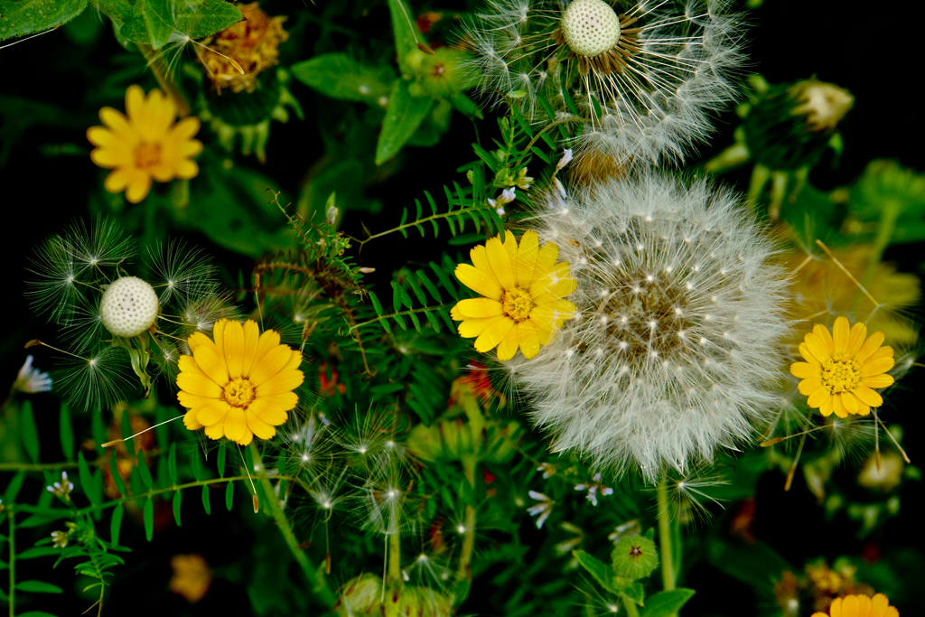 花