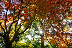 名主の滝公園の紅葉