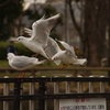動物の写真