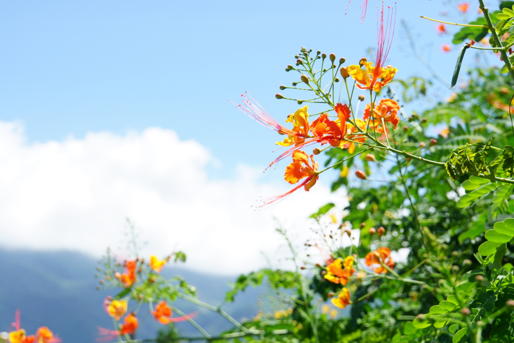 台湾・霧台の風景　その２
