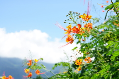 台湾・霧台の風景　その２