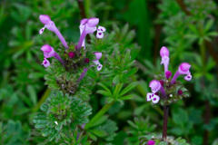 バルタン星人？