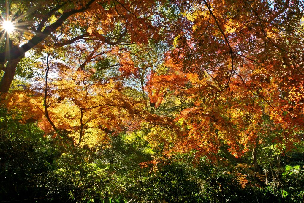 名主の滝公園の紅葉