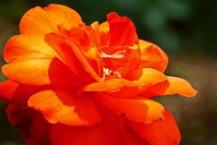 薔薇