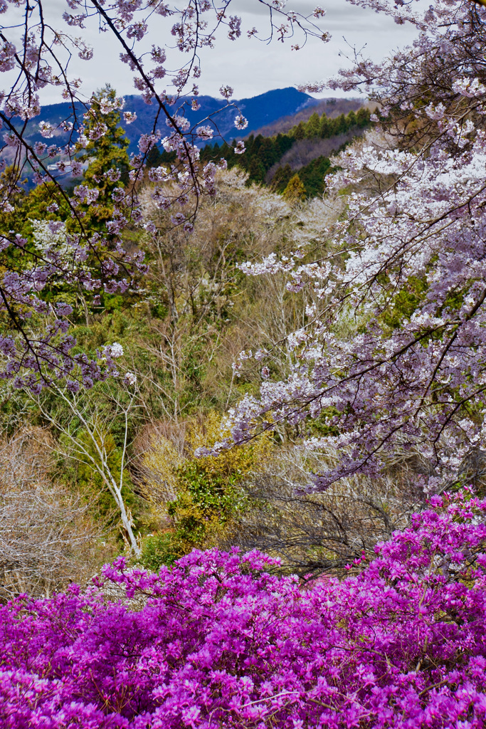 春の山