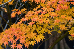 紅葉