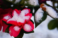 花に雪