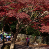 紅葉の写真