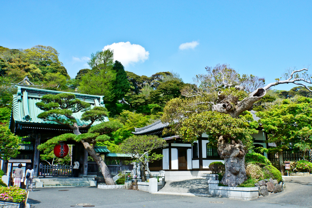 鎌倉・長谷寺