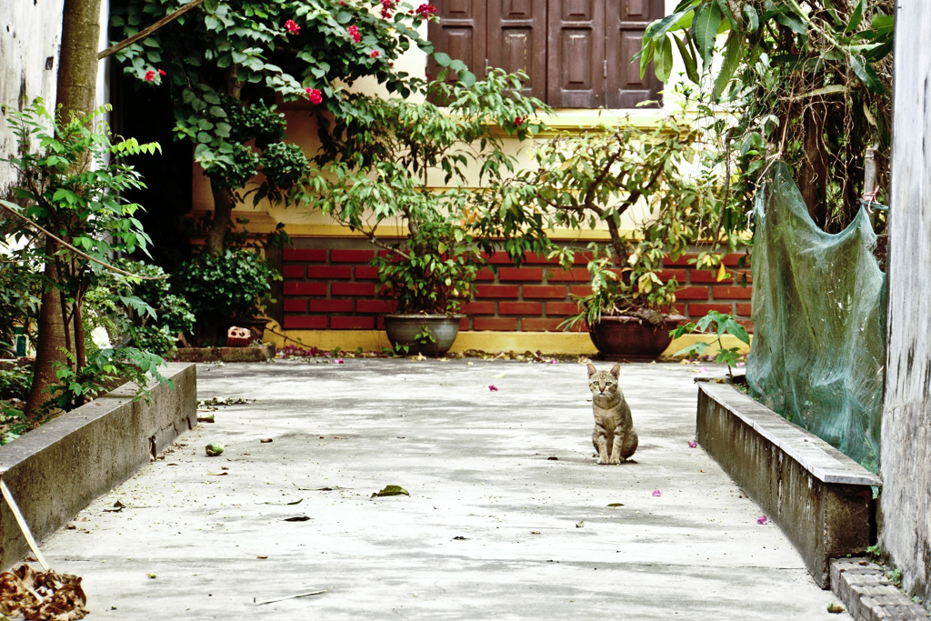 路地の猫