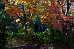 名主の滝公園の紅葉