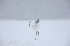 タンチョウ