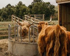 Highland Cattle