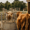 Highland Cattle