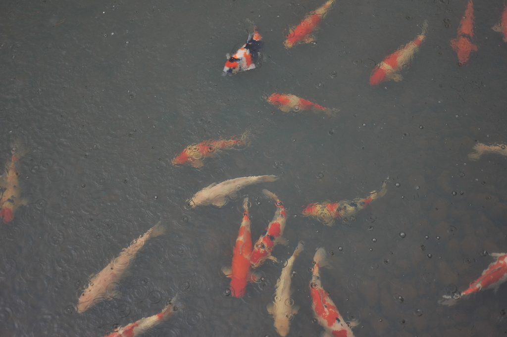 池の鯉