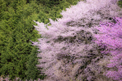 cherry blossom