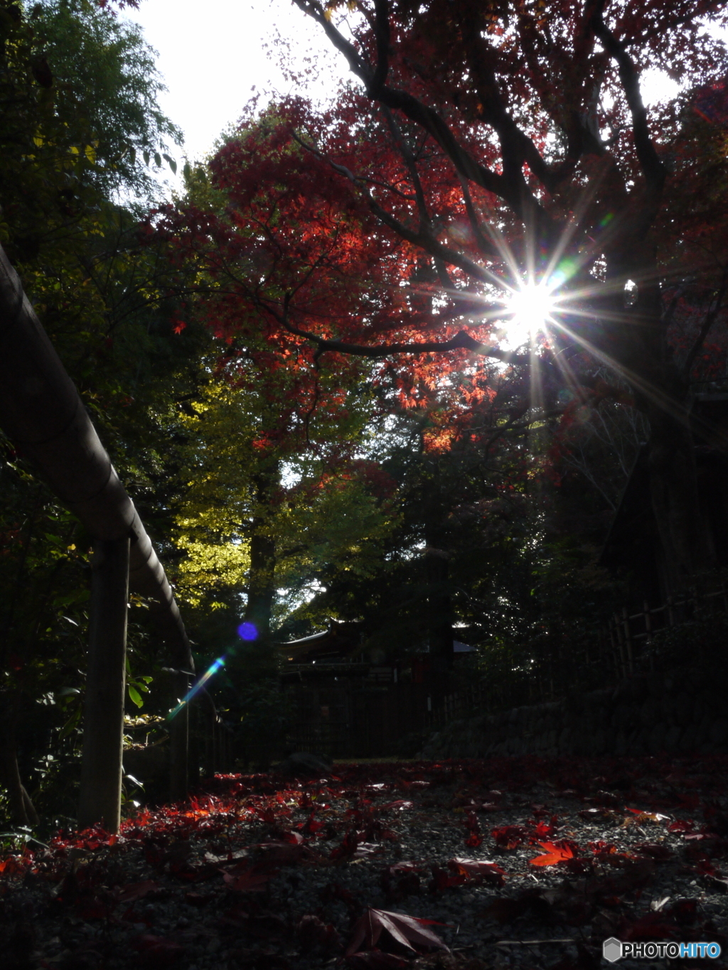 紅葉