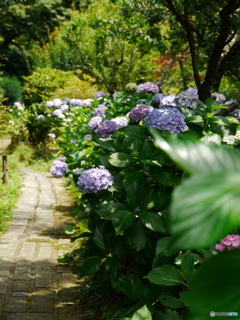 紫陽花小道