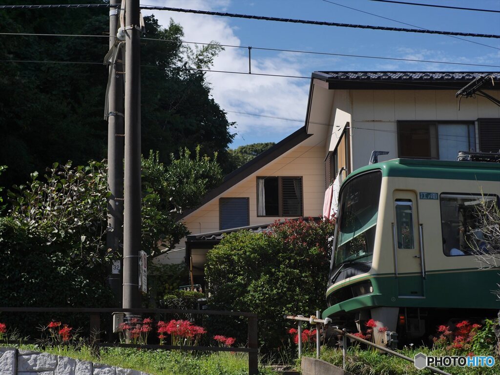 彼岸花